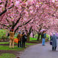 Cherry blossoms at the Brooklyn Botanic Garden