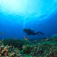 A scuba diver swims among brightly colored coral