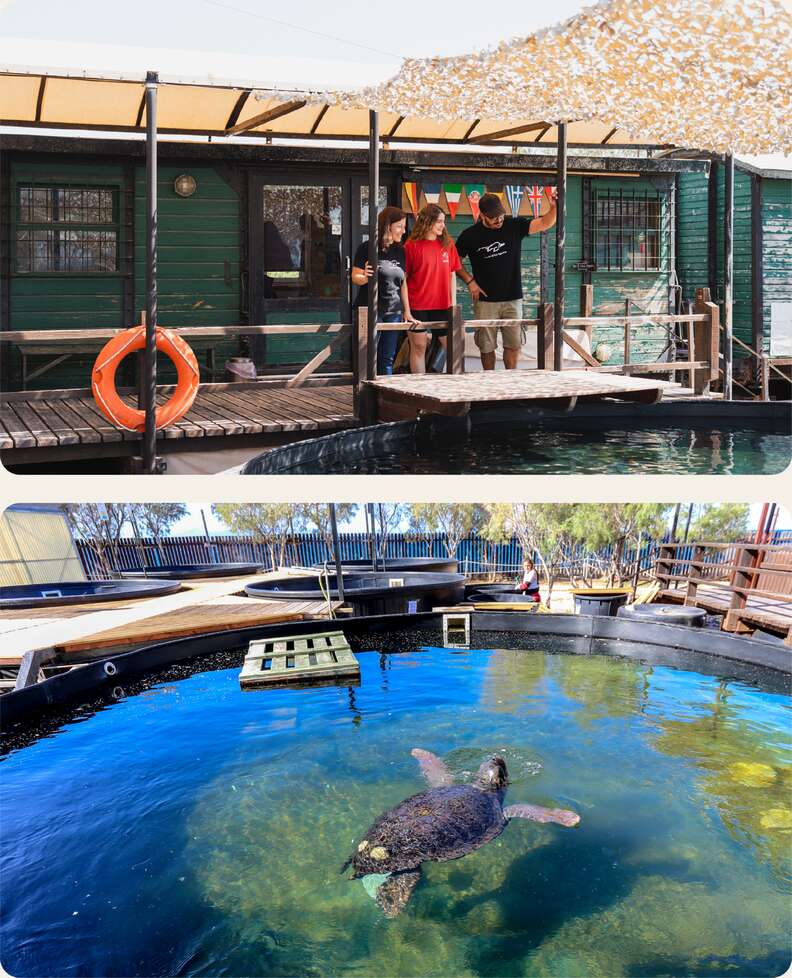 Sea Turtle Rescue Centre greece