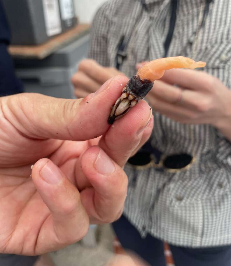 a peach-colored flesh of a goose barnacle 